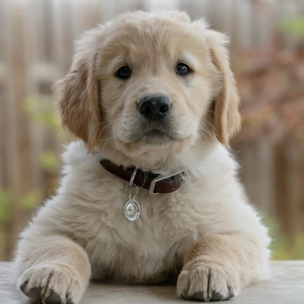 Why our care labels are more loved than most people's dogs