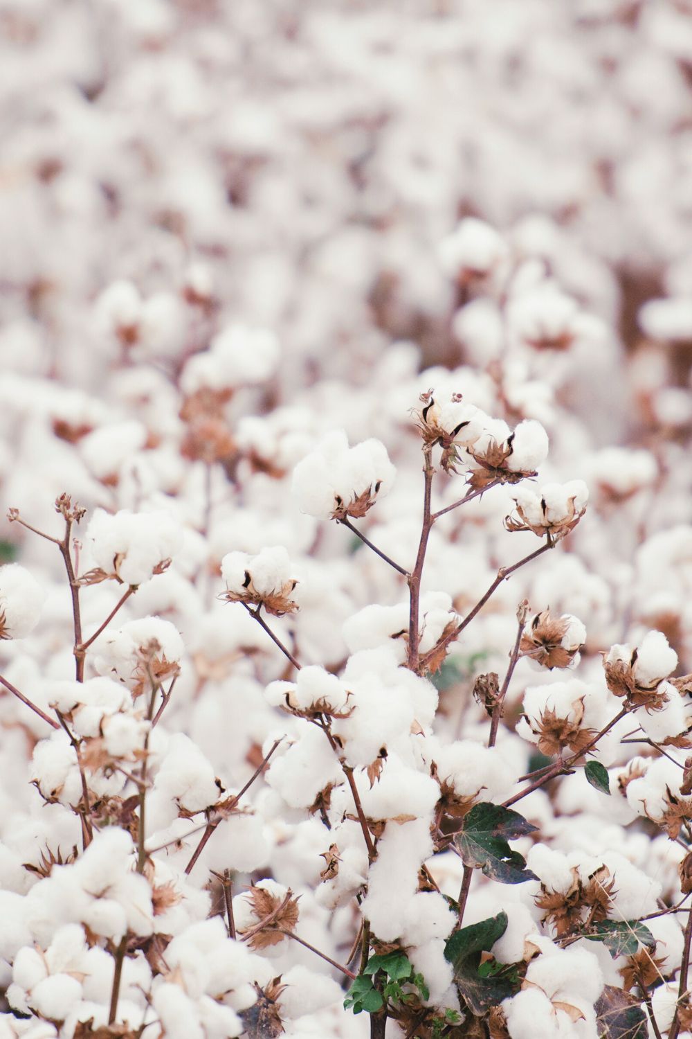 Organic Cotton